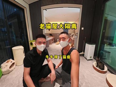 捡来的福福和牛牛,一个细小一个猫瘟…… #猫咪小院 #小锋小志 #猫咪小院的日常
