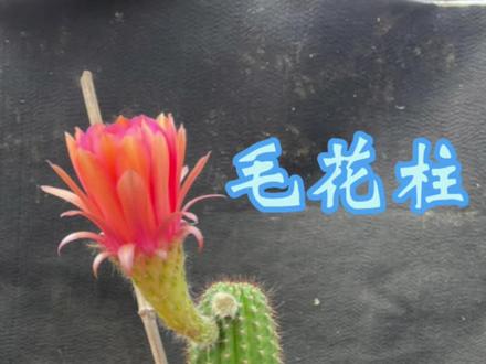 毛花柱怎样才能多开花#爱生活爱养花 #养护小知识 #园艺小技巧 #仙人球开花