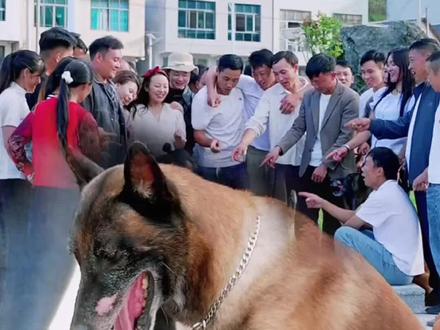 巴图太大胆了跟别人下棋居然还打赌#聪明的狗狗#狗狗救人 #狗狗是人类最忠实的朋友