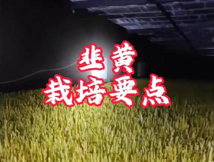 韭黄栽培要点 #韭黄 #栽培 #向小白打药管