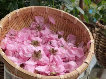 做了个桃花酒,还没来得及尝就扑街了 #花园生活 #桃花酒