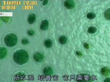 利用微藻 实现“碳中和“ 生产出 生质燃料(柴油)真正的 绿色能源 🍃🍀🌍#水产养殖 #微藻 #科普 #涨知识
