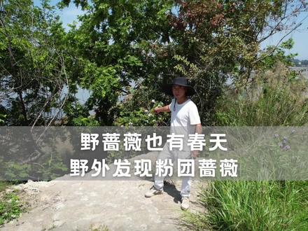 野蔷薇也有春天,野外发现粉团蔷薇,花开成团香气浓重