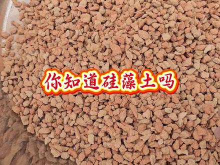 #硅藻土 #兰花种植 带你了解硅藻土