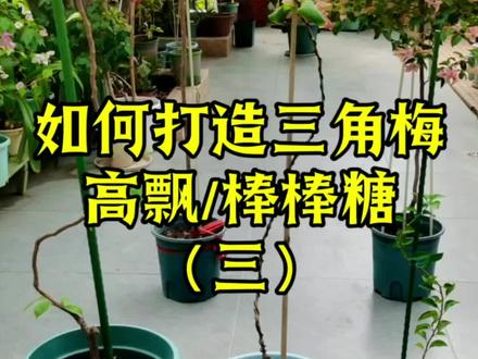 如何打造三角梅高飘或棒棒糖?打造过程分享!教程笔记,建议收藏 如何打造三角梅高飘或棒棒糖?打造过程分享!教程笔记,建议收藏#上热门 #三角梅 #三角梅棒棒糖 #高飘三角梅 #广红樱 @抖音小助手 @抖音创作灵感