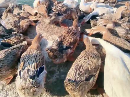 歇了半年的鸭子终于又开始下蛋啦 东北养鸭记录#农村养殖 #自家养殖 #新农人计划 #京东健康爱我芳华 #原生态养殖