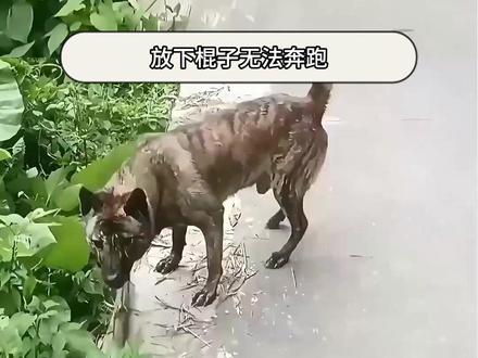 狗子:放下棍子无法奔跑,咬看棍子无法撕咬。 #小狗 #狗狗限速器 #实用小技巧 #娱乐评论大赏 #万万没想到