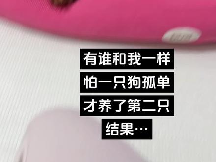 事态的发展,已经违背了我的初衷🫤~#萌宠日常记录#不养狗不知道养狗的乐趣 #家有两宝闹翻天