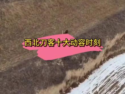 新粉科普视频,有刀,老粉慎入#西北刀客