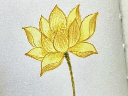 澳门回归26周年献礼!新手友好的金莲花彩铅教程来啦! 收藏起来慢慢画吧,把对澳门的祝福藏在画里!教程详细无删减,你也来试试吧!
#从零开始学画画 #彩铅画 #画画教程 #艺术在抖音 #绘家国心与和平愿