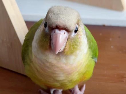 会不会是肉桂和凤梨的串串(不懂,瞎说的)#鹦鹉🦜 #小太阳 #小太阳肉桂