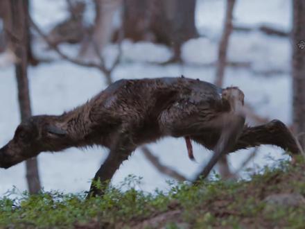 驯鹿幼崽刚刚出生,就被妈妈残忍抛弃。 #动物世界 #驯鹿