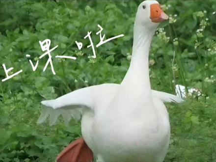 #excel技巧 #数据透视表教程 #vlookup函数
来喽来喽!数据透视表和vlookup函数的王炸结合,实现数据同比分析,厉害的嘞🆙🆙🆙
