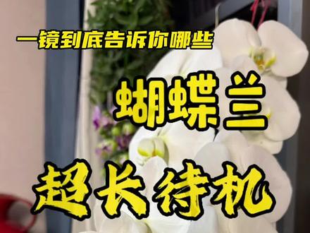 让我看看你们的蝴蝶兰#真实生活分享计划 #蝴蝶兰#花与生活 #我的养花小妙招 #好养的花