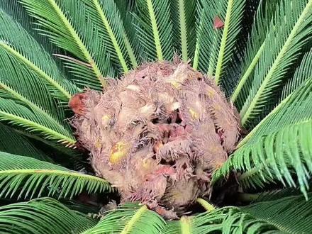 原创文章铁树功效与作用