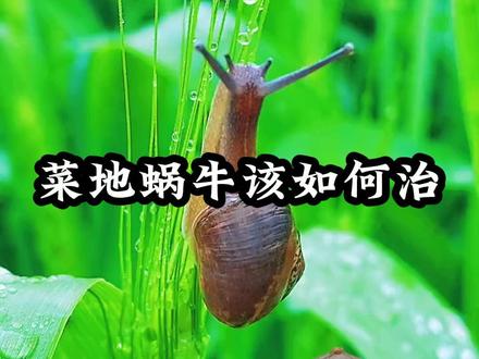 菜地如何治蜗牛#种植小技巧 #种菜 #农业种植 #虫害 #蜗牛