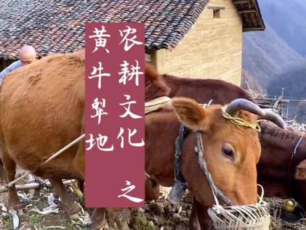 老人指挥牛犁地,口中不停念念有词,而且牛都听懂了,我也不知道翻译的对不对,各位帮我看看。#抖音乡村生活家 #新农人计划2022农村生活 #乡村守护人 #记录农村生活 @抖音小助手