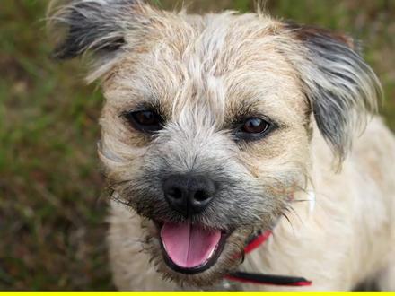 宝宝启蒙认知🐕认识100种可爱#狗狗视频🐕🦺萌犬🐩中英文发音 #萌狗 #汪星人 #动物 #狗子