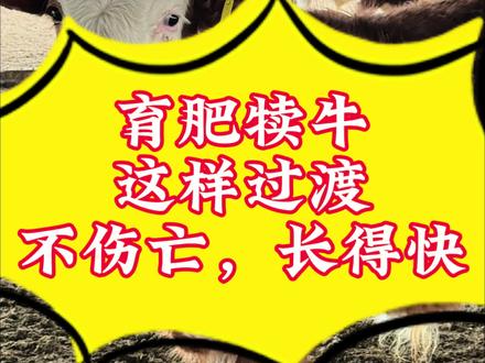 #三农 #养牛人 #育肥牛 育肥牛犊该怎么过渡?