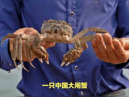 网传一只大闸蟹引发美国一州恐慌,背后的真相到底如何