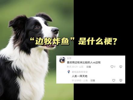 边牧炸鱼是什么梗?智商天梯榜 #边牧 #福瑞 #自学中医 #逆天