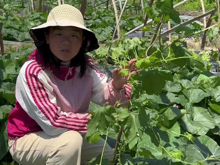 给苦瓜打侧枝了#苦瓜种植技术 #我的田园生活