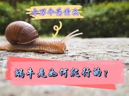 十万个为什么——蜗牛是如何爬行的? #蜗牛🐌 #奇妙的动物 #爬行动物 #生命的力量