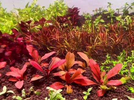 不需要二氧化碳的荷兰景来啦!#草缸造景 #水草 #草缸 #水草造景 #抖音双11好物节