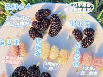 测评九种桑葚的不同口感 现在一共有15个品种,今年吃到了9个。
黑色甜的有:无籽大十,桂花蜜,九曲龙桑。
白色甜的有:白玉王,大白珍珠,红玛瑙,金墙。
黑色酸的有:红果桑,四季果桑。
视频最后有具体的口感比较图文。
每次干活前,吃九棵树上的不同桑葚,边吃边换树,一下子吃到九种口感,真是太幸福了。
大白和大十是四五年前买的。其他大部分是去年三月份买的。一年就能结果。
大部分买自海宁小庄果桑种植园。
一共种了有15个品种:
大十,大白珍珠,四季果,九曲龙桑,桂花蜜,红玛瑙,白玉王,金墙63,红果3号,仙果一号,大果桑,黑珍珠。
需要做防寒保护:长果桑,鸡爪桑,金香葚。
#桑葚 #无籽大十 #大白珍珠 #白玉王 #又到了吃桑葚的季节了