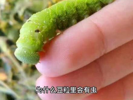 为什么豆粒里会有虫?#植物科普 #科普 #知识科普 #万物生长 #百亿流量扶持 #观察昆虫 #科普一下 #乡野田间 #我负责拍摄分享你负责欣赏 #山野自然 #野生植物 #大自然 #发现身边美好 #好奇昆虫 #奇趣自然 #聆听大自然