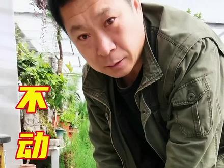 一颗卫矛树不动剪刀用脚踹!#花卉绿植 #养花 #爱生活爱养花 #盆栽绿植 #植物 #我的花花草草🌸🌸 #室内绿植 #同城热点 #三农