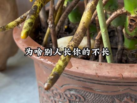 养龟背竹注意这五点 你也会把它养出多多的气生根#花卉绿植 #养花小知识 #养花人 #龟背竹养护方法 #我的花花草草🌸🌸