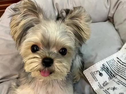 小型犬双排牙得重视#约克夏#双排牙 #磨牙棒