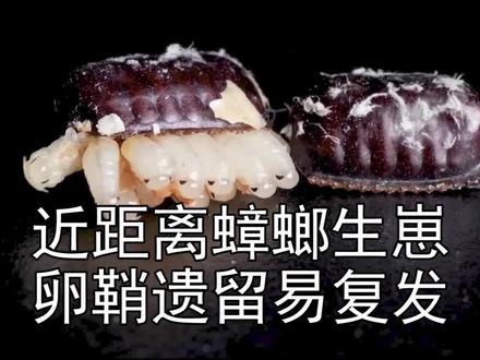 超近距离欣赏【蟑螂卵鞘孵化】这也是蟑螂很难断根的原因