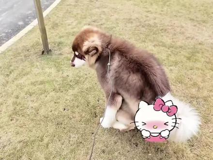 认真营业的one#阿拉斯加 #萌宠出道计划 #日常遛狗 #日常vlog