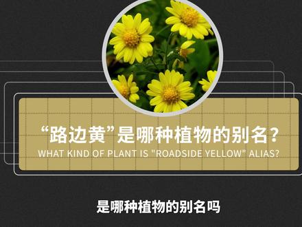 野菊——野外的一抹清幽淡色