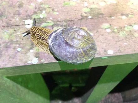 国内原生的大型蜗牛品种,野外数量已经岌岌可危了,希望得到更多的关注和保护#蜗牛 #物种保护 #生物多样性