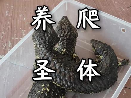 当你遇到先天养爬圣体是一种什么体验#松果蜥#养爬姑娘 #蜥蜴 #异宠