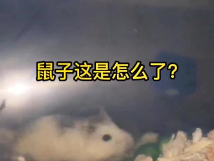 #动物的迷惑行为 #萌宠 #仓鼠 这只鼠子是怎么了?它会魔法吗?😂 #神奇动物在抖音