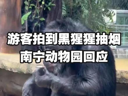 大猩猩抽烟?南宁动物园回应 #南宁动物园 #大猩猩 #第三届全国劳务协作暨劳务品牌发展大会