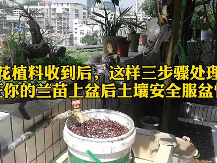 网购的兰花土,经过这样三步骤处理,兰花上盆安全服盆快!