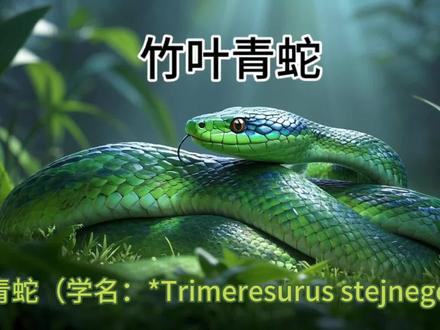 动物小知识-竹叶青蛇