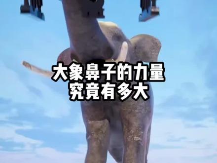 大象鼻子的力量究竟有多大? #科普 #知识科普 #百科知识