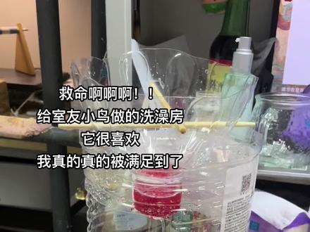 真的好开心!它喜欢我做的洗澡房 #鹦鹉鹦鹉萌萌哒逗鹦鹉 #矿泉水瓶玩法 #鹦鹉洗澡 #废物利用 #当你有一只会说话的鹦鹉