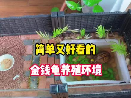 简单又好看的金钱龟养殖环境#三线闭壳龟#神奇动物在抖音 #养龟环境