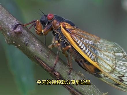 高清纪录片:地下蛰伏17年,它才破土而出,周期蝉 #十七年蝉 #周期蝉 #科普一下 #蝉#金蝉 #探秘
