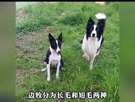 如何分辨澳牧与边牧呢?区别在这几点!#边牧 #边牧和澳牧区别 #边牧冷知识 #狗是人类最忠诚的动物 #如果秋天有味道