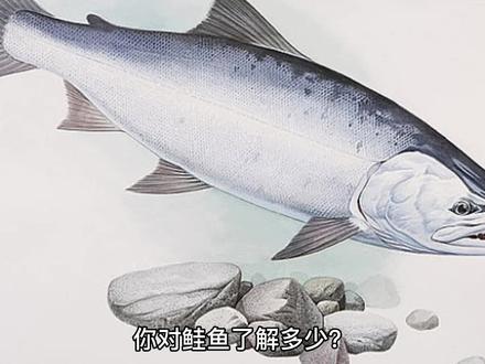 你对鲑鱼了解多少?