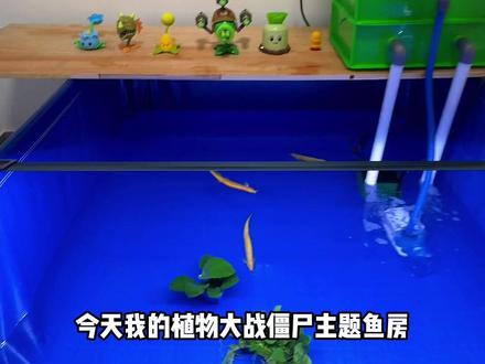 今天鱼房来了一位拥有远古血脉的古代种小伙伴! #植物大战僵尸 #养鱼 #种菜 #鲟鱼 #鲟鱼苗