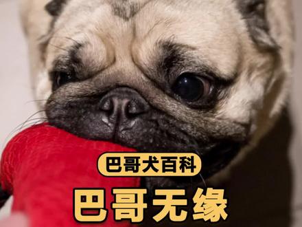 巴哥无缘无故吠叫,一般是因为这几点! #巴哥犬 #狗狗吠叫 #狗狗叫声的意思 #巴哥犬百科 #抖in萌宠计划